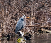 GreaterBlueHeron001
